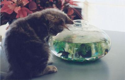 I still think I should Eat it...